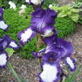 Flower purple