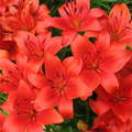 Flower red