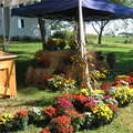 Flowers potted