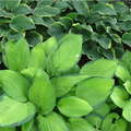 Hostas bunched