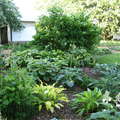 Hostas garden