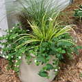Pot grasses