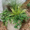 Pot grasses